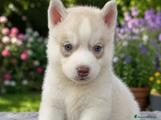Husky cani Siberian Husky - Annuncio 2
