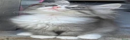Siberiano gatti in vendita: cucciolo di gatto siberiano ipoallergico  - Annuncio 1