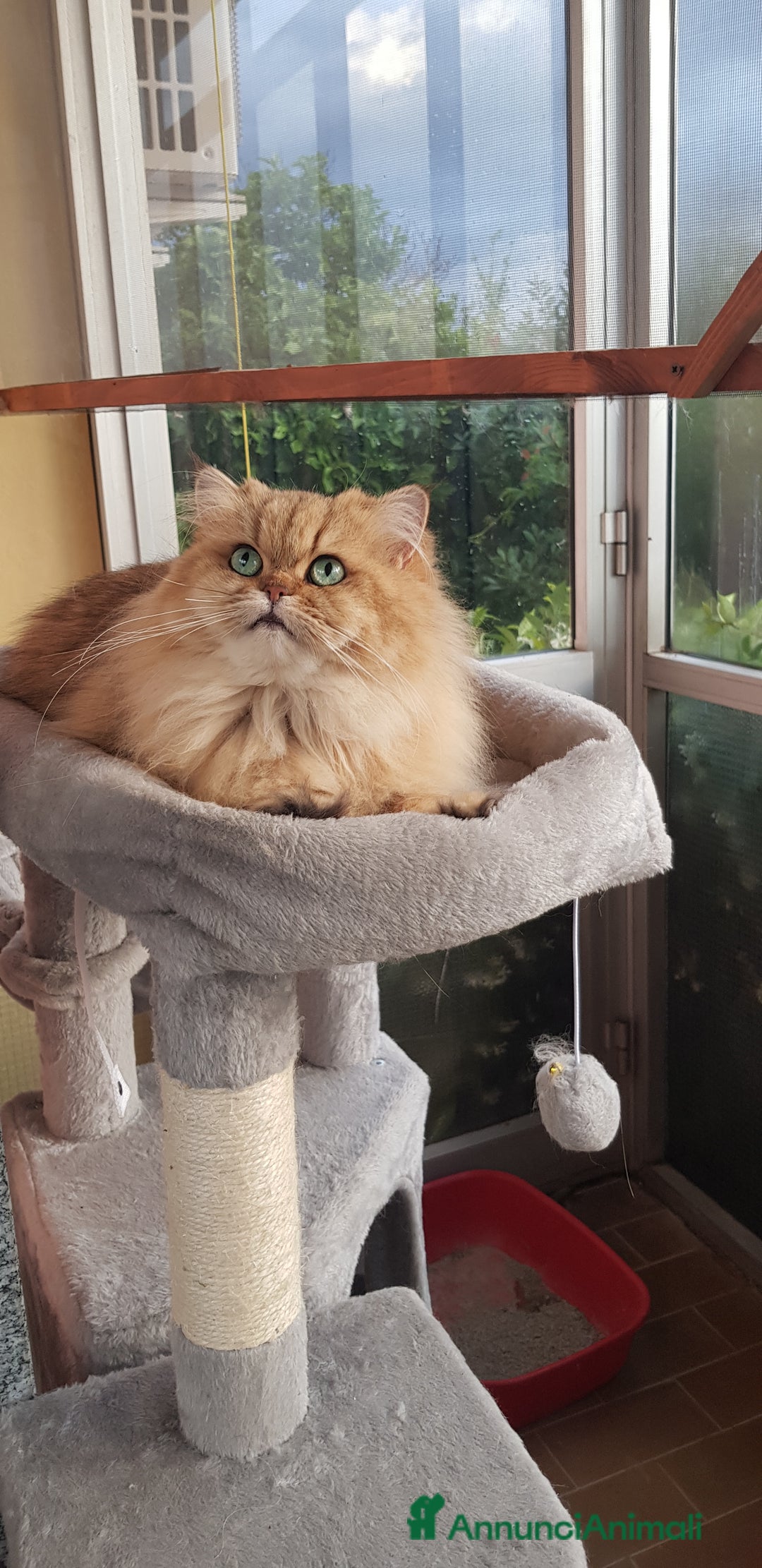 Persiano gatti in vendita: Maschietto persiano golden - Annuncio 3