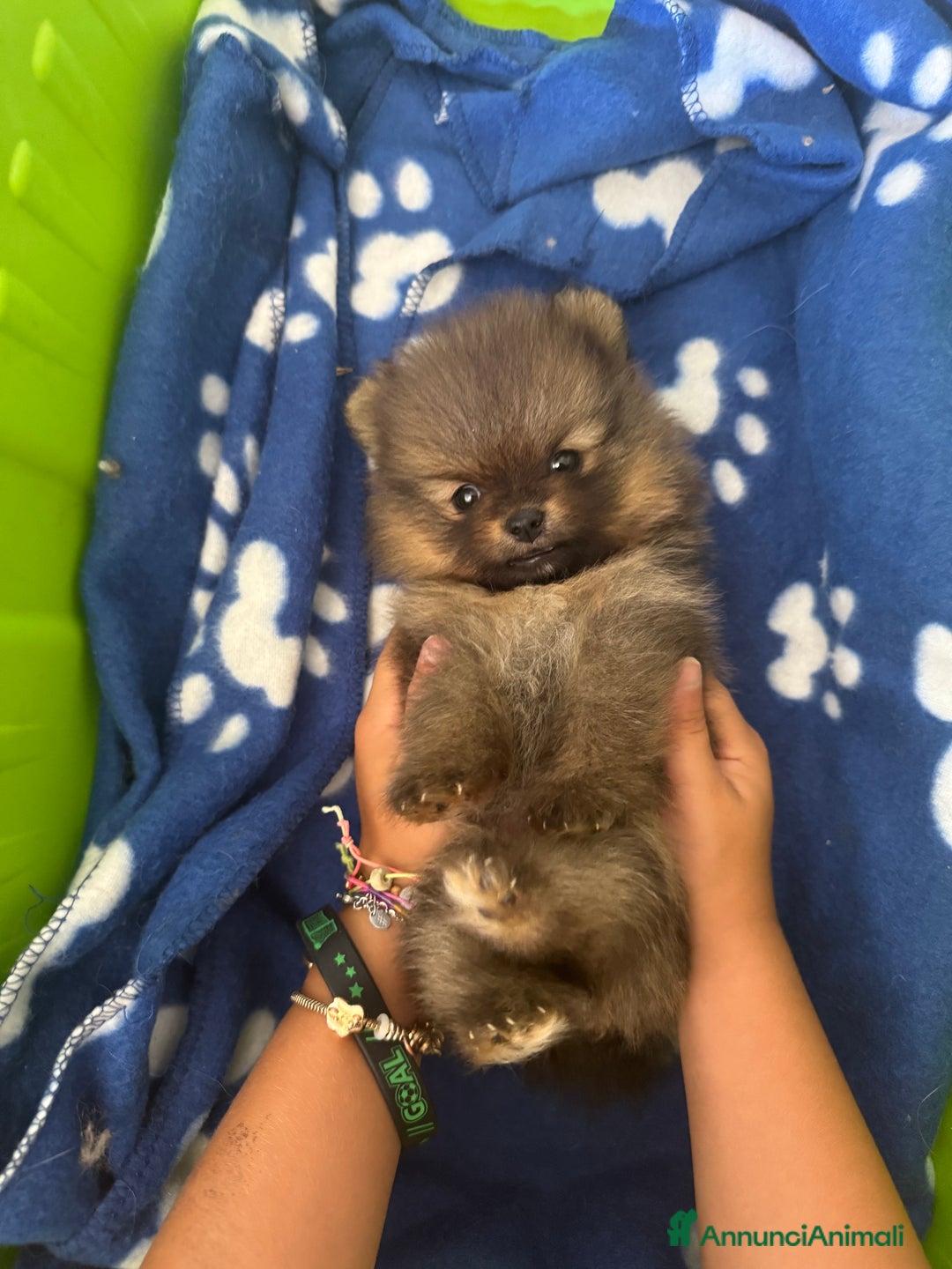 Volpino Pomerania cani in vendita: Spitz pomerania maschio orange a Provincia di Pesaro e Urbino - Immagine 2