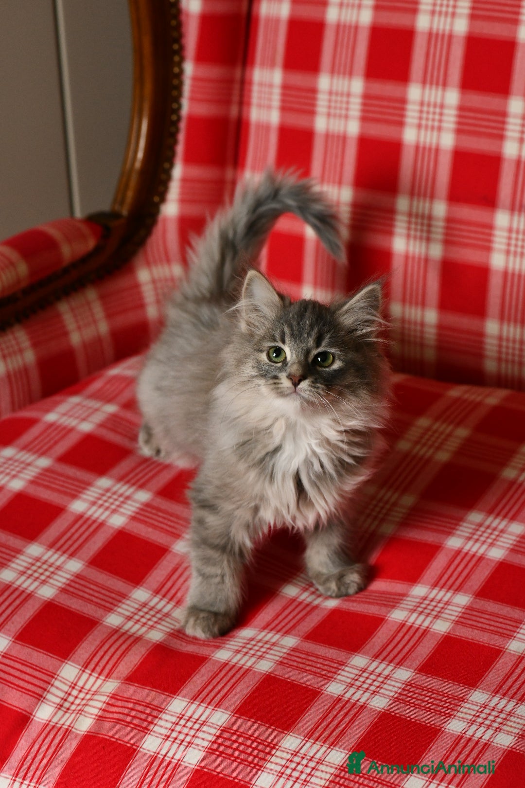 Siberiano gatti in vendita: Cuccioli di Siberiano pedigree ANFI - Annuncio 3