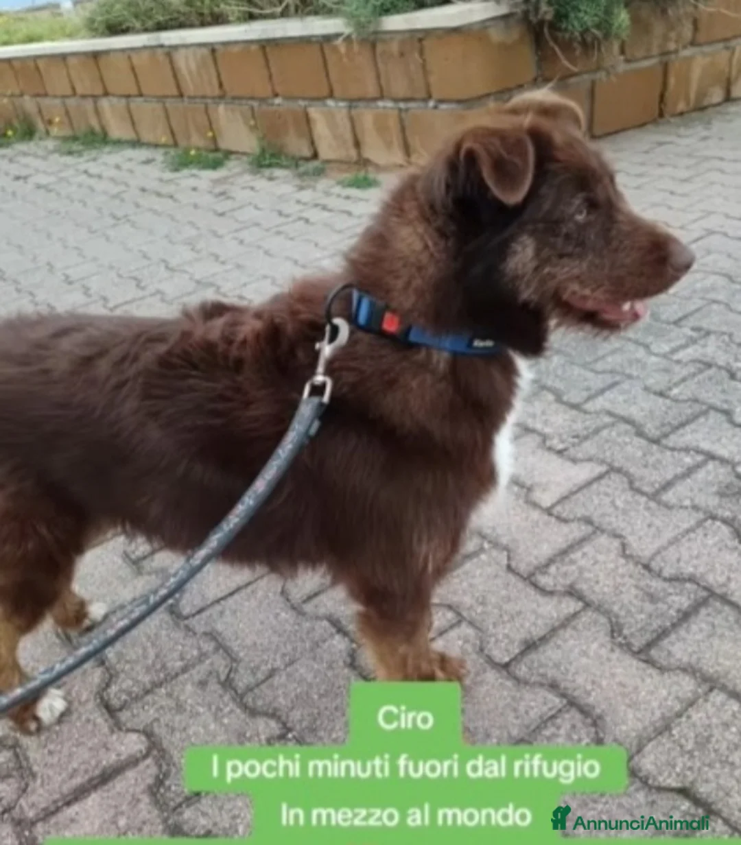 Meticcio cani in regalo: Ciro 2anni e 1/2 fulvo occhi ambra,INVISIBILE! SUD - Annuncio 5