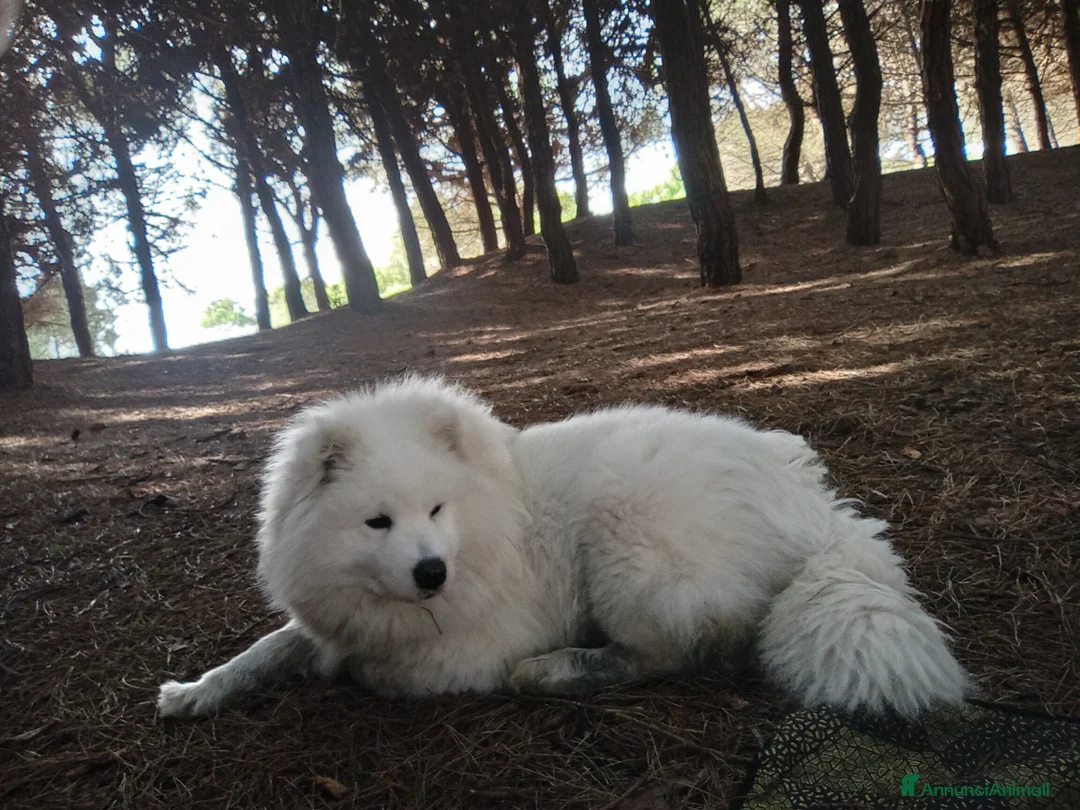 Samoiedo cani per accoppiamento: Cercasi maschio di samoiedo per accoppiamento - Annuncio 2