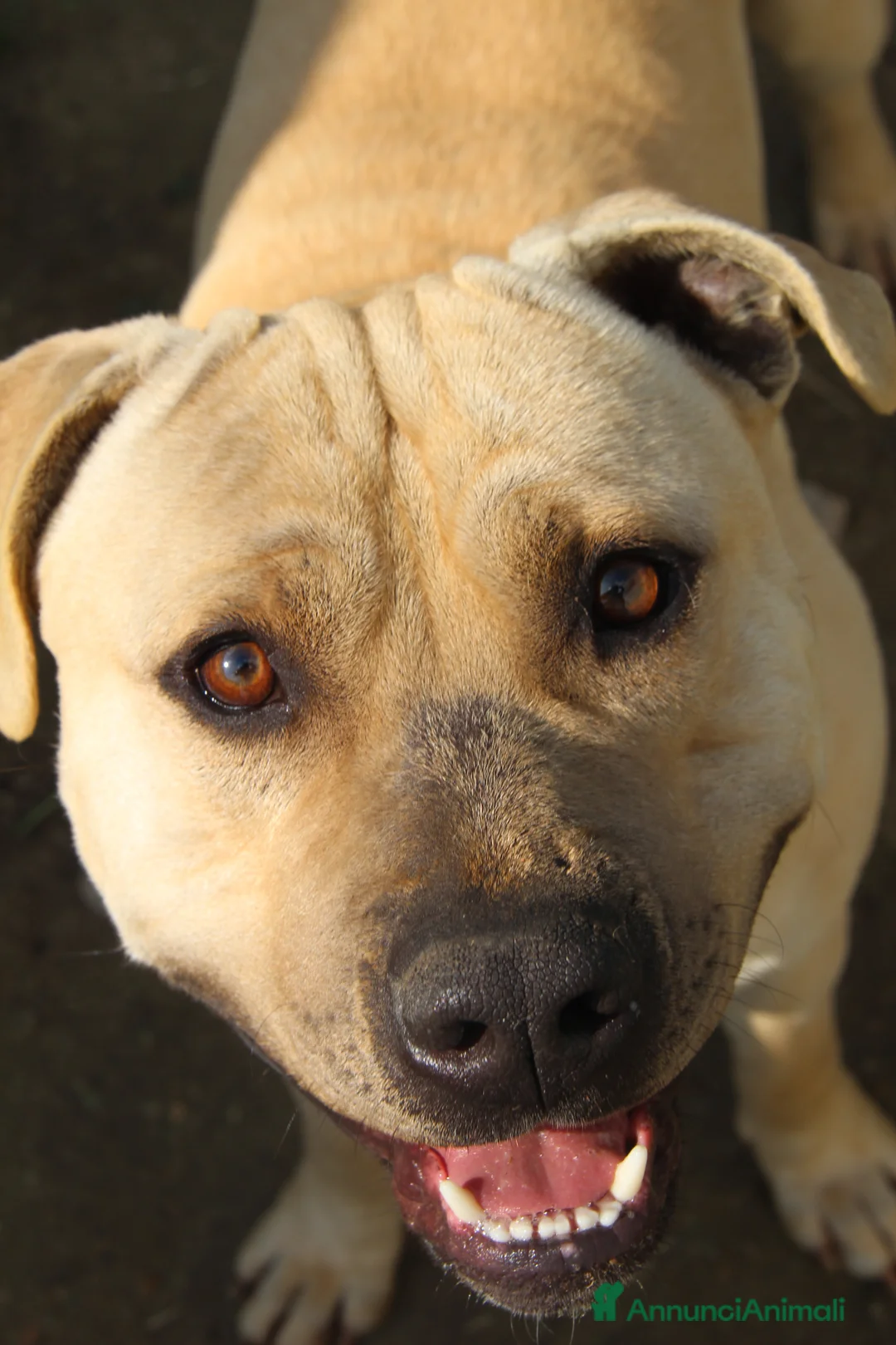 Pitbull cani in regalo: Pitbull - Annuncio 4