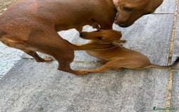 Pinscher Miniatura cani in vendita: CUCCIOLI PINSCHER NANO a Provincia di Viterbo - Immagine 5