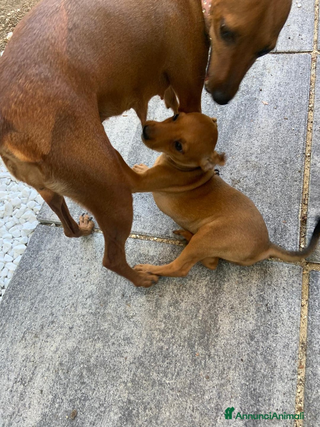 Pinscher Miniatura cani in vendita: CUCCIOLI PINSCHER NANO a Provincia di Viterbo - Immagine 5