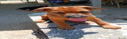 Meticcio cani in regalo: PINO, PINA, PEPPINA, PINUCCIA, PIPPI, PEPPA - Annuncio 6