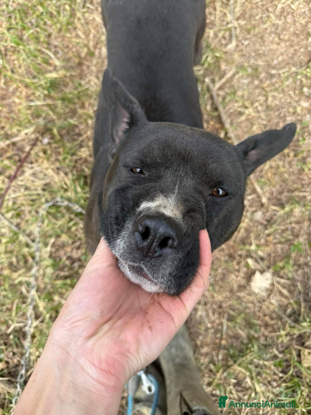Staffordshire cani in regalo: ROSA, mix STAFFY incredibilmente coccolona! - Annuncio 5