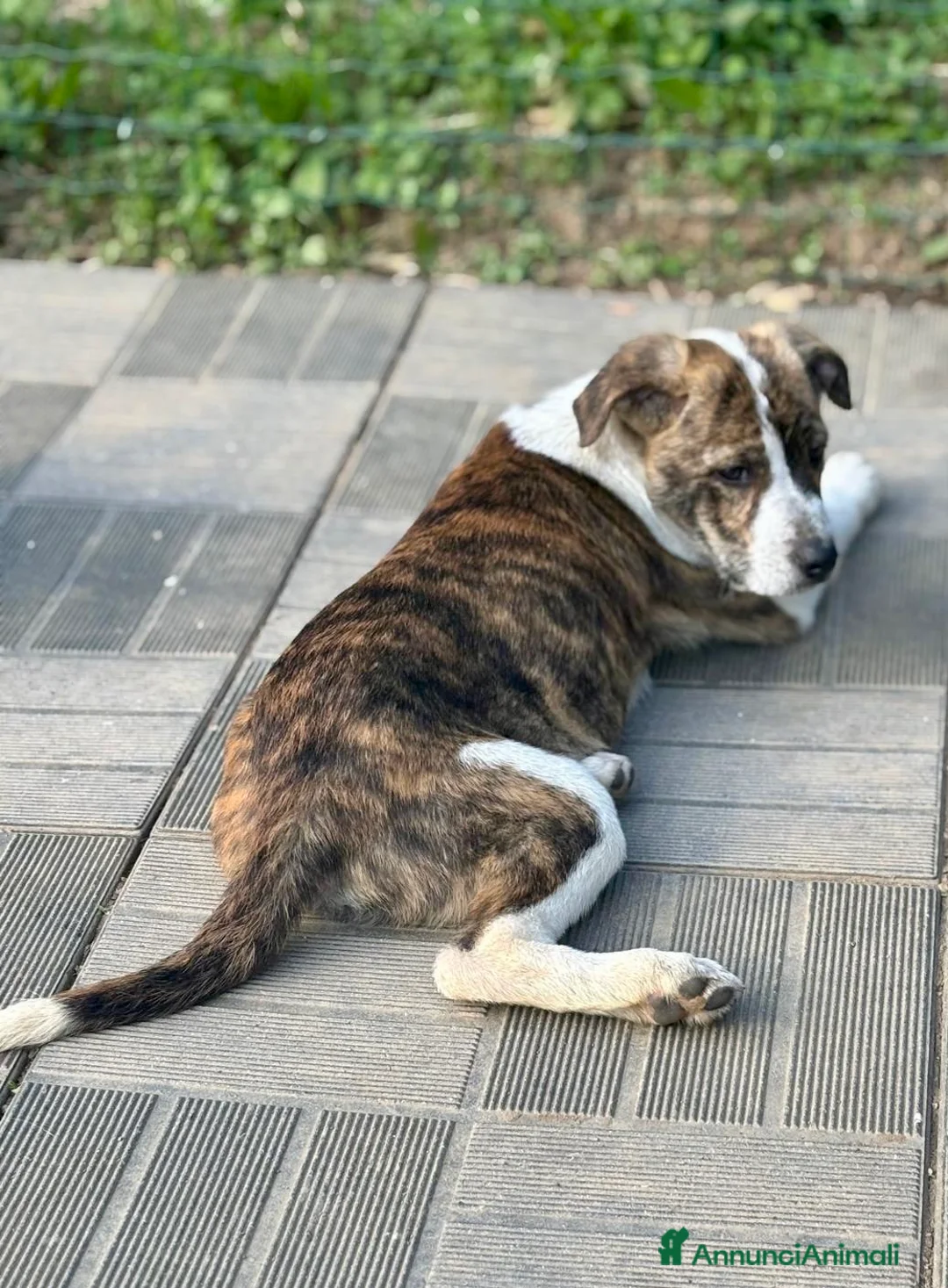 Meticcio cani in regalo: Leyla - Annuncio 7