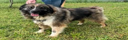 Meticcio cani in regalo: PRUGNA STUPENDA - Annuncio 2