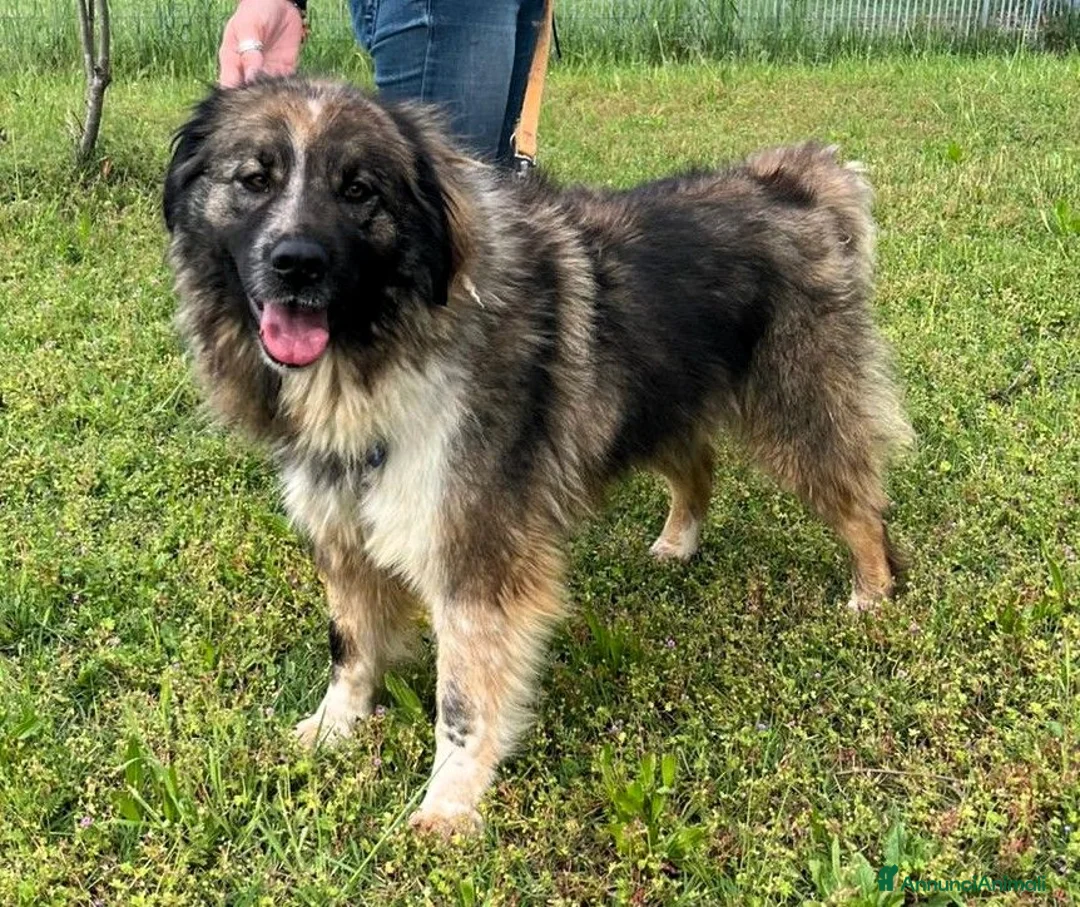 Meticcio cani in regalo: PRUGNA STUPENDA - Annuncio 2