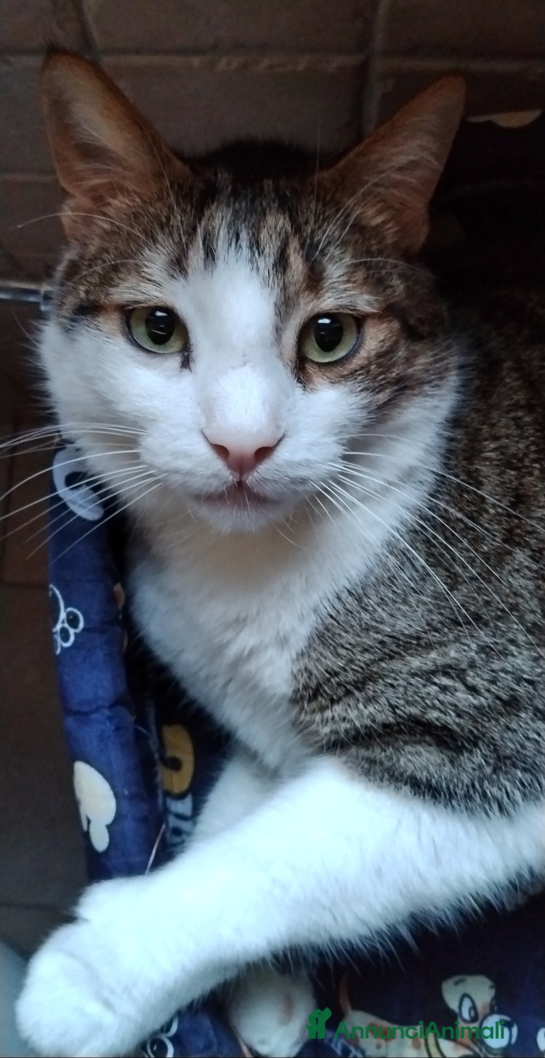 Europeo gatti in regalo: Matisse bisognoso di tranquillità  a Città metropolitana di Milano - Annuncio 2