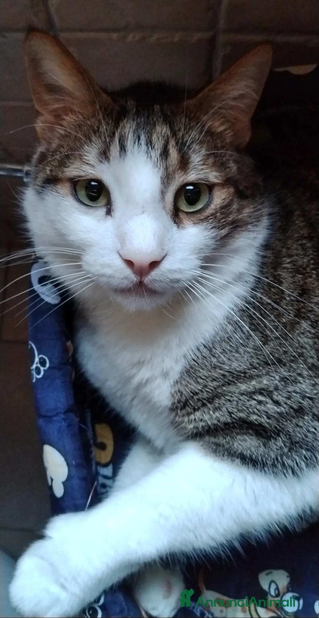 Europeo gatti in regalo: Matisse bisognoso di tranquillità  a Città metropolitana di Milano - Annuncio 2