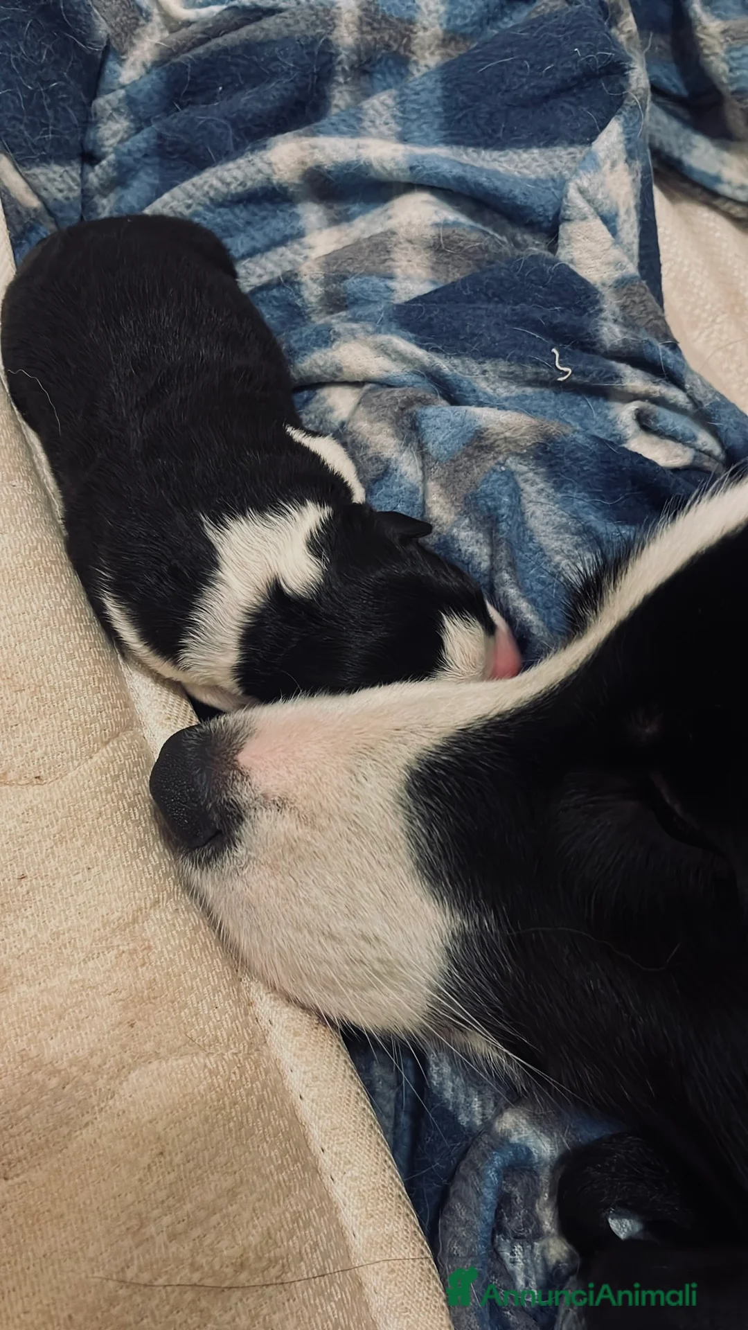 Border Collie cani in vendita: ULTIMA CUCCIOLA BORDER COLLIE - Annuncio 2