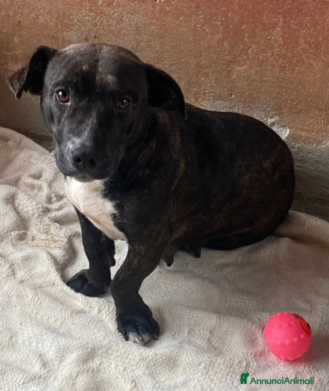 Meticcio cani in regalo: AMY 3 anni dolce ed affettuosa cerca adozione a Provincia di Latina - Annuncio 5