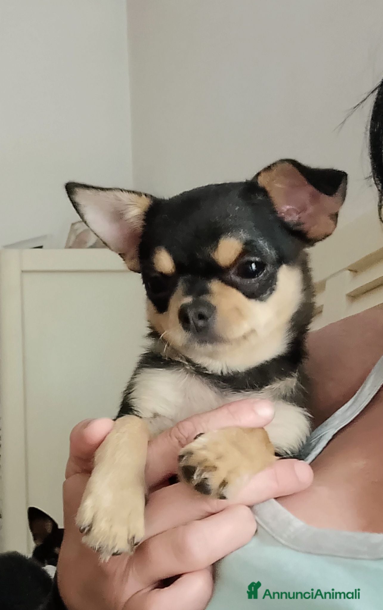 Chihuahua cani Chihuahua pedigree ENCI  - Annuncio 15