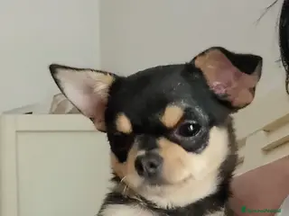 Chihuahua cani Chihuahua pedigree ENCI - Annuncio 1