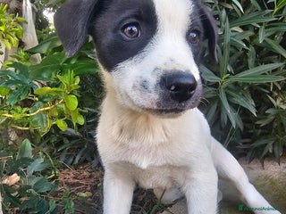 Meticcio cani Pippo - Annuncio 15