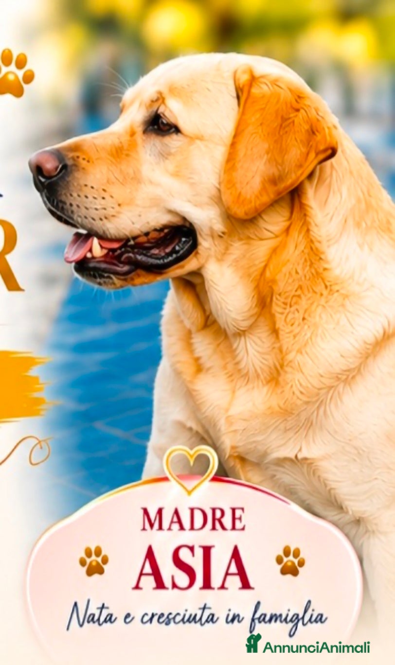 Labrador cani 🌟 ICONICI CUCCIOLI DI LABRADOR RETRIEVER 🌟 - Annuncio 3