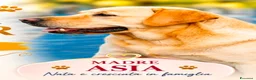 Labrador cani in vendita: 🌟 ICONICI CUCCIOLI DI LABRADOR RETRIEVER 🌟 a Città metropolitana di Catania - Annuncio 1