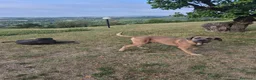Cane Corso cani in vendita: Cane corso - Annuncio 2