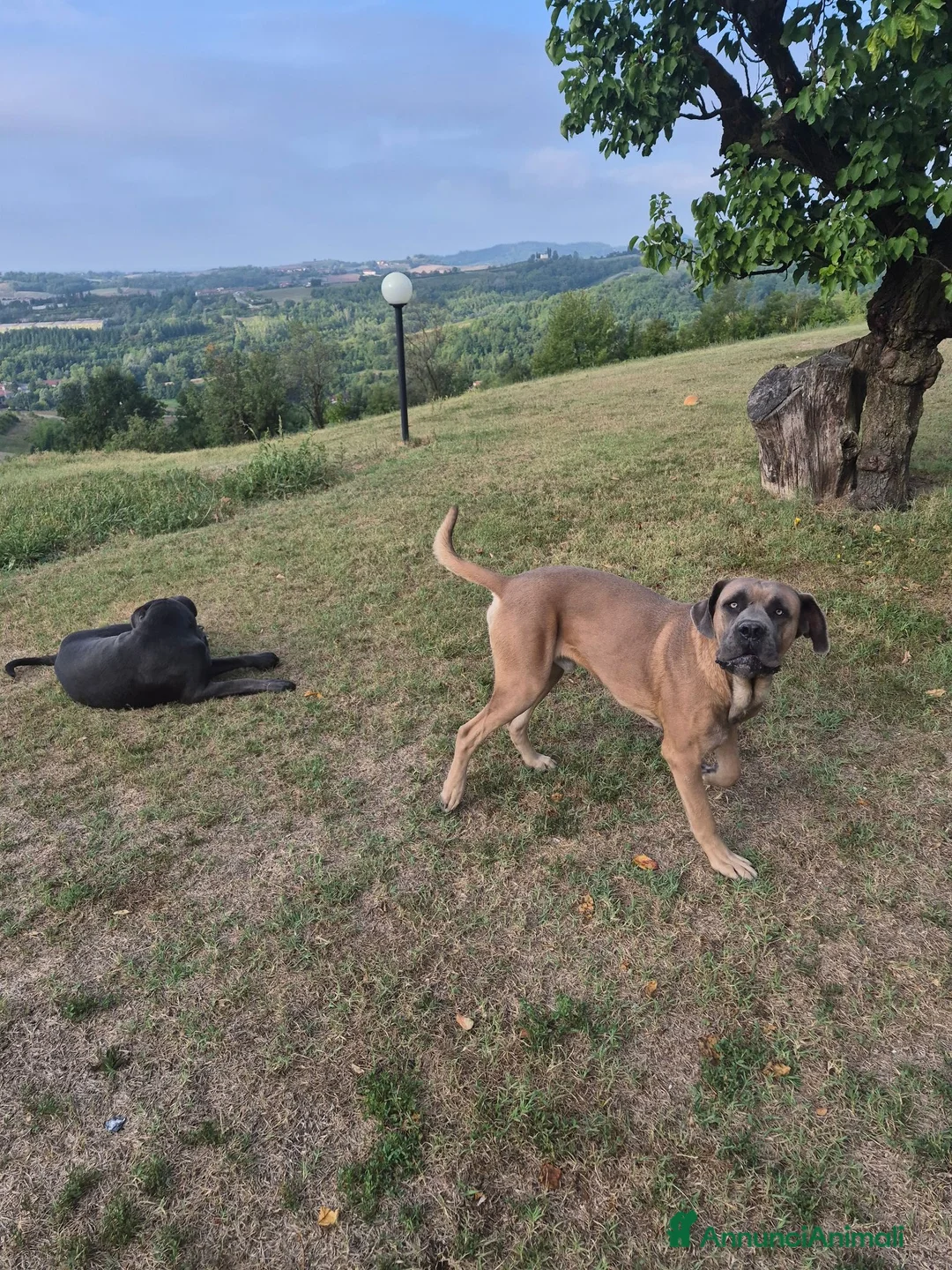 Cane Corso cani in vendita: Cane corso - Annuncio 2