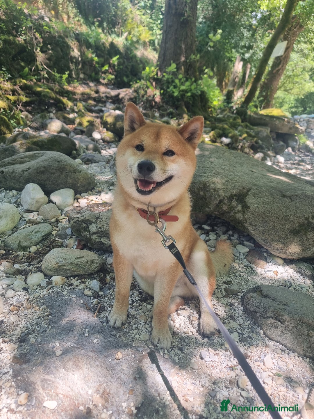 Shiba Inu cani per accoppiamento: Bonzai cerca la sua femminuccia  - Annuncio 4