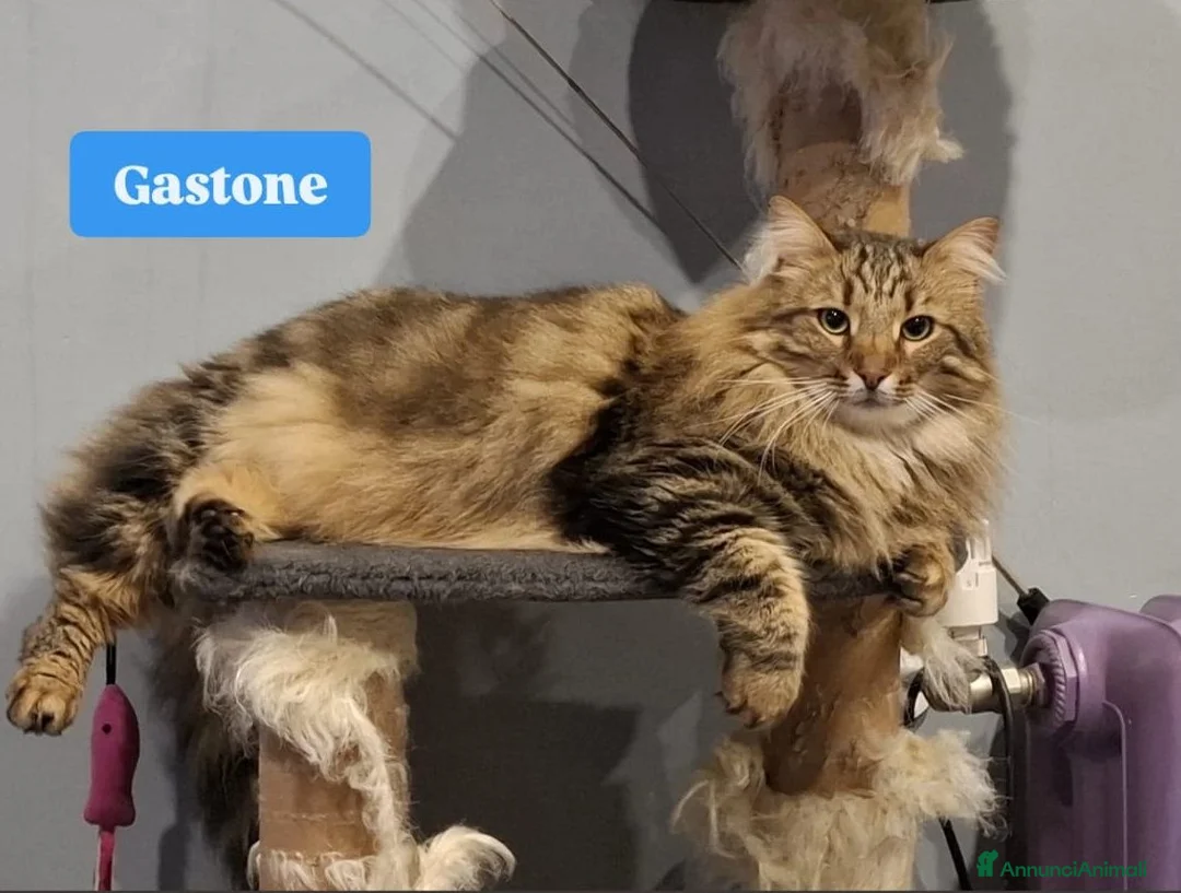 Altre razze gatti in regalo:  RINUNCIA DI PROPRIETÀ  - Annuncio 2