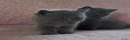 Scottish gatti in vendita: Scottish fold e straight  - Annuncio 19