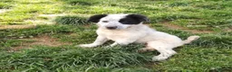 Meticcio cani in regalo: ZARA MIX SETTER/BORDER COLLIE  a Provincia di Varese - Annuncio 11