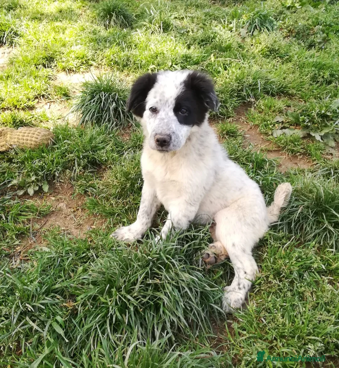Meticcio cani in regalo: ZARA MIX SETTER/BORDER COLLIE  a Provincia di Varese - Annuncio 11