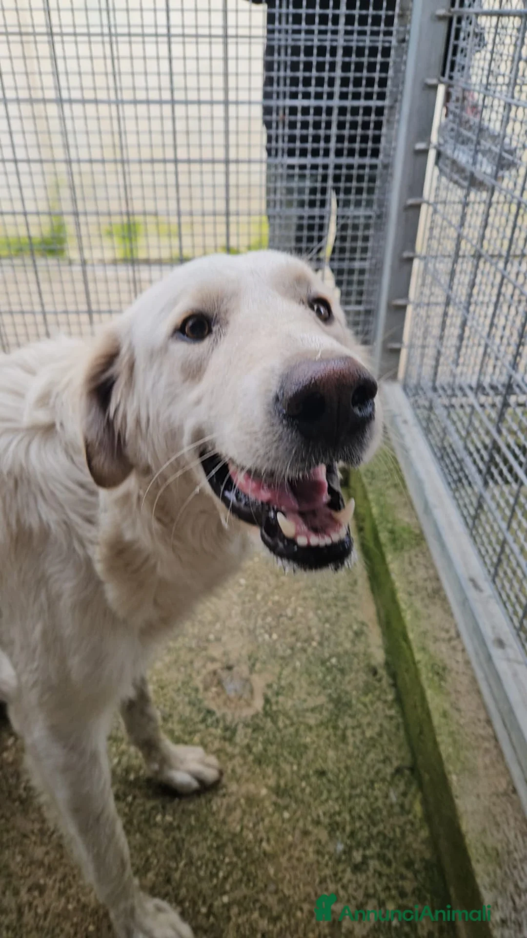 Meticcio cani in regalo: Sofia: docile, socievole, equilibrata - Annuncio 10