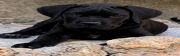 Cane Corso cani in vendita: Cuccioli cane corso con pedigree  - Annuncio 3