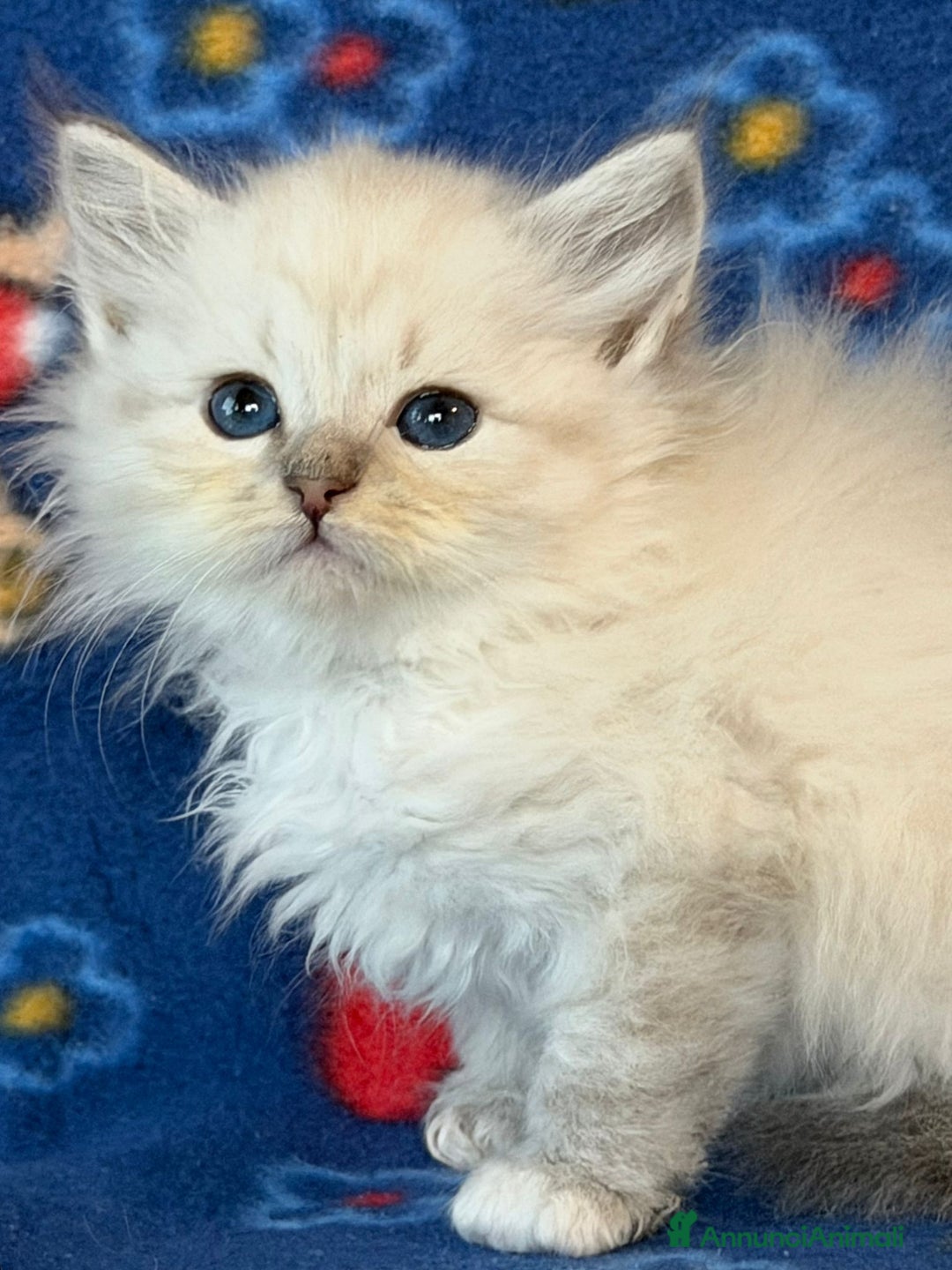 Siberiano gatti in vendita: Gatto siberiano  - Annuncio 8