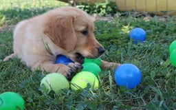 Golden Retriever cani in vendita: Cuccioli di golden retriever a Provincia di Vicenza - Immagine 2
