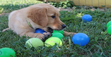 Golden Retriever cani a Provincia di Vicenza - Annuncio 8