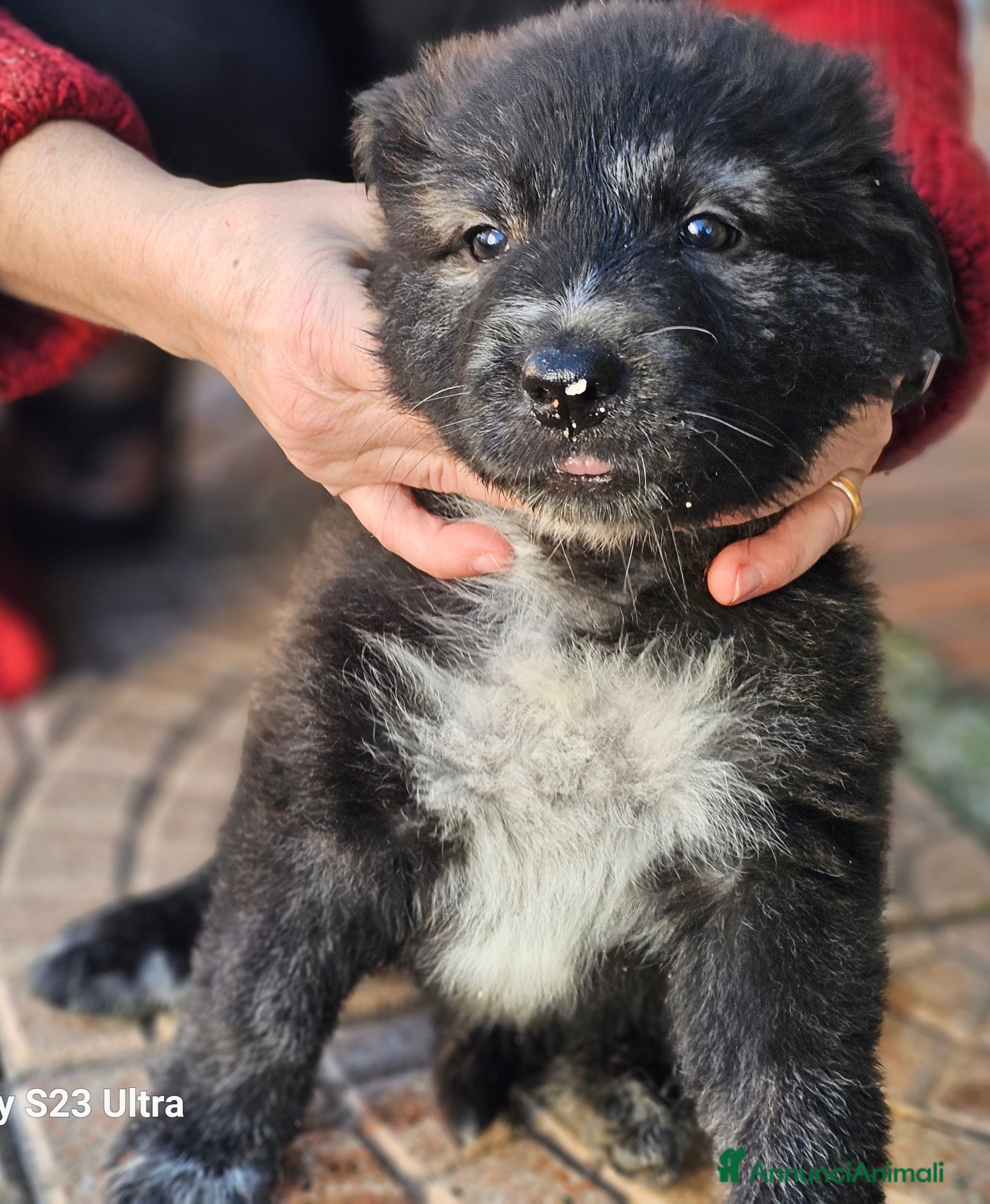 Meticcio cani Cuccioli - Annuncio 2