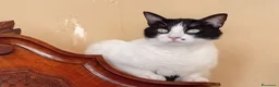 Europeo gatti in regalo: Micha e Rainbow hanno bisogno di una nuova casa! - Annuncio 6