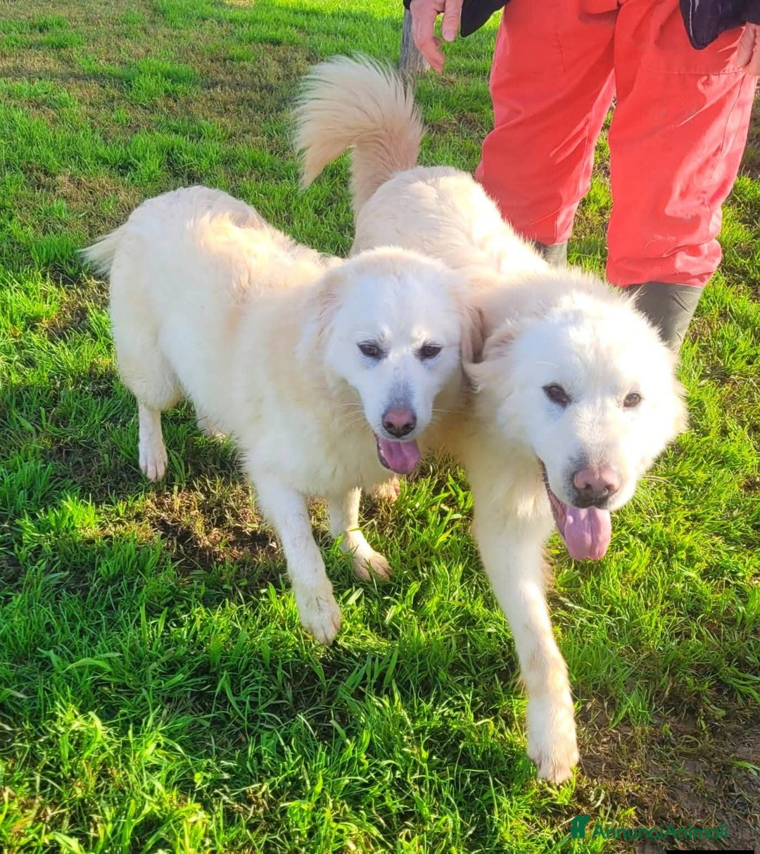 Pastore Maremmano cani in regalo: Lucilla, cucciolona di pastore maremmano  - Annuncio 5