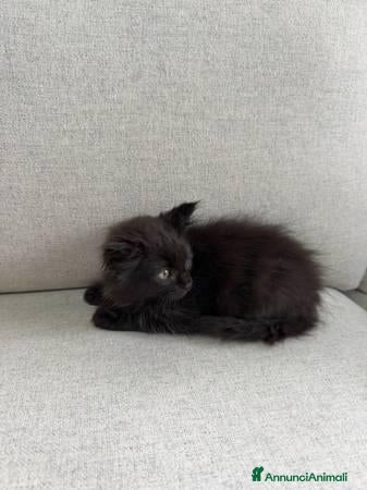 Altre razze gatti Gattini Pelo lungo norvegese  - Annuncio 6
