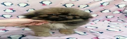 Tibetan Spaniel cani in vendita: Tibetan Spaniel cuccioli - Annuncio 2