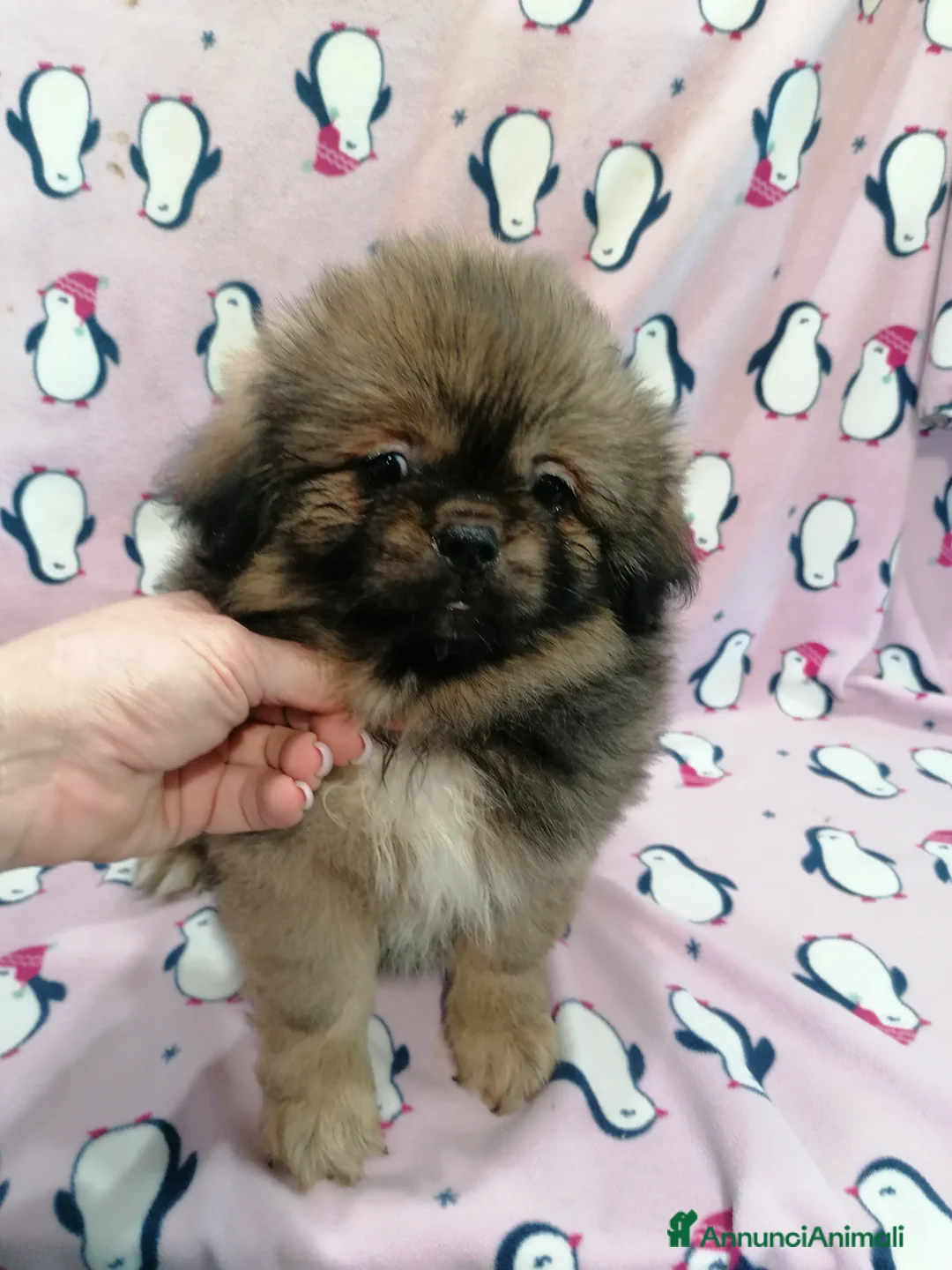 Tibetan Spaniel cani in vendita: Tibetan Spaniel cuccioli - Annuncio 2