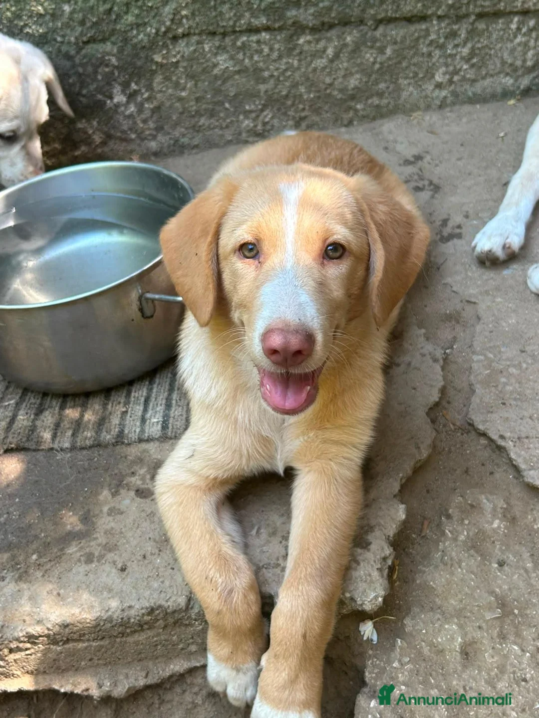 Meticcio cani in regalo: Dolce Milo cerca casa ❤️ a Città metropolitana di Milano - Annuncio 1