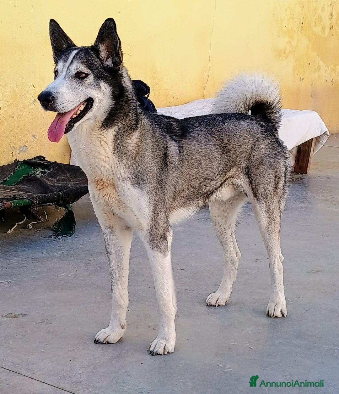 Meticcio cani in regalo: Buck  - Annuncio 4