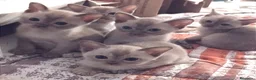 Burmese gatti in vendita: Gattini burmesi color cioccolato e lilla - Annuncio 4
