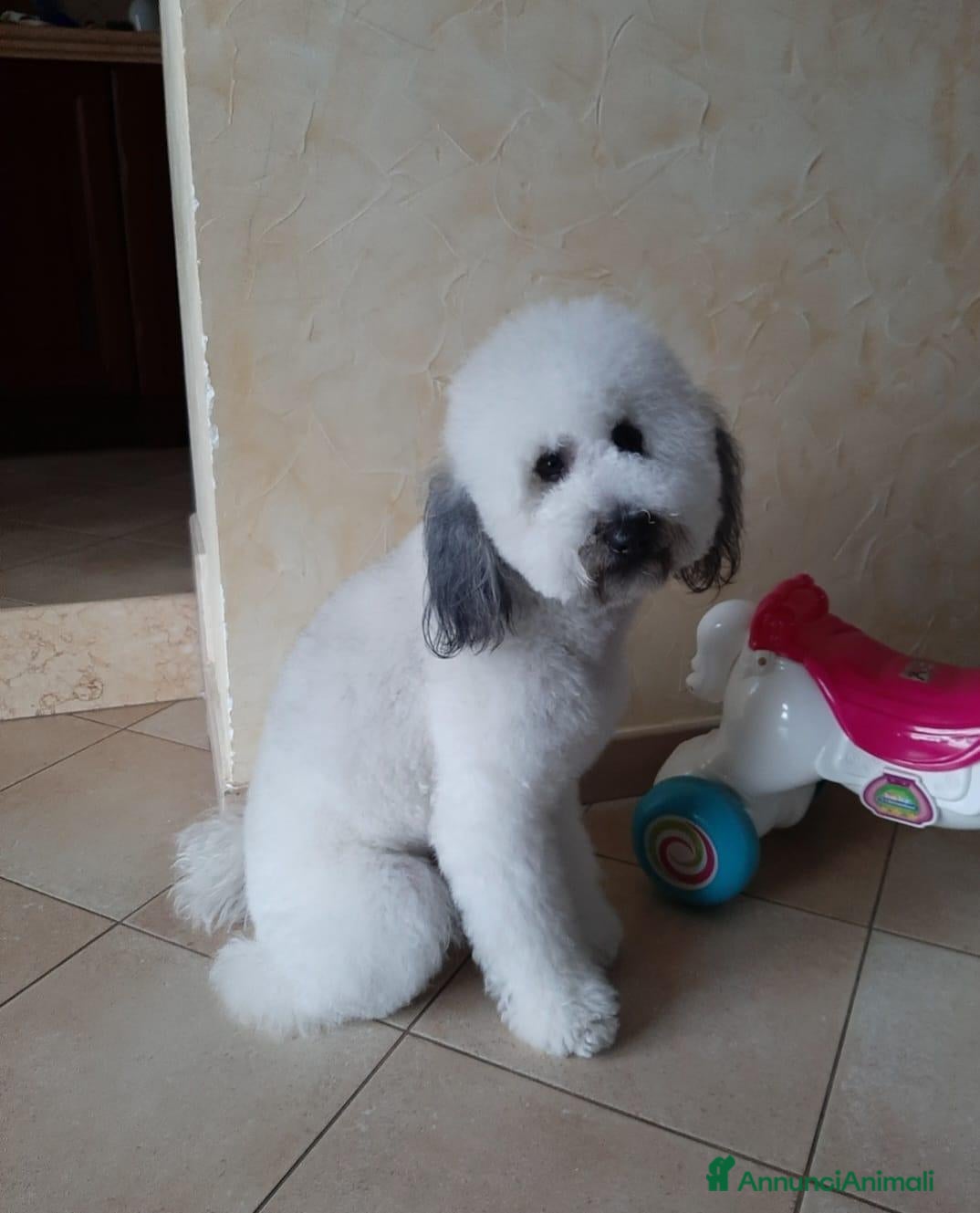 Barboncino cani Barboncini - Annuncio 12