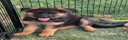 Pastore Tedesco cani in vendita: cuccioli - Annuncio 5