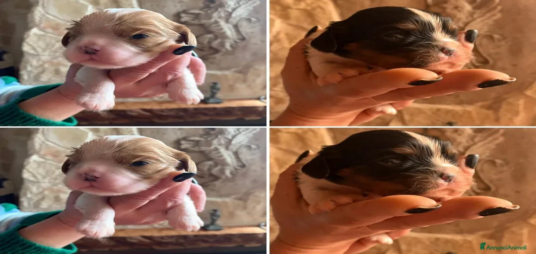 Immagine della galleria {{count}}