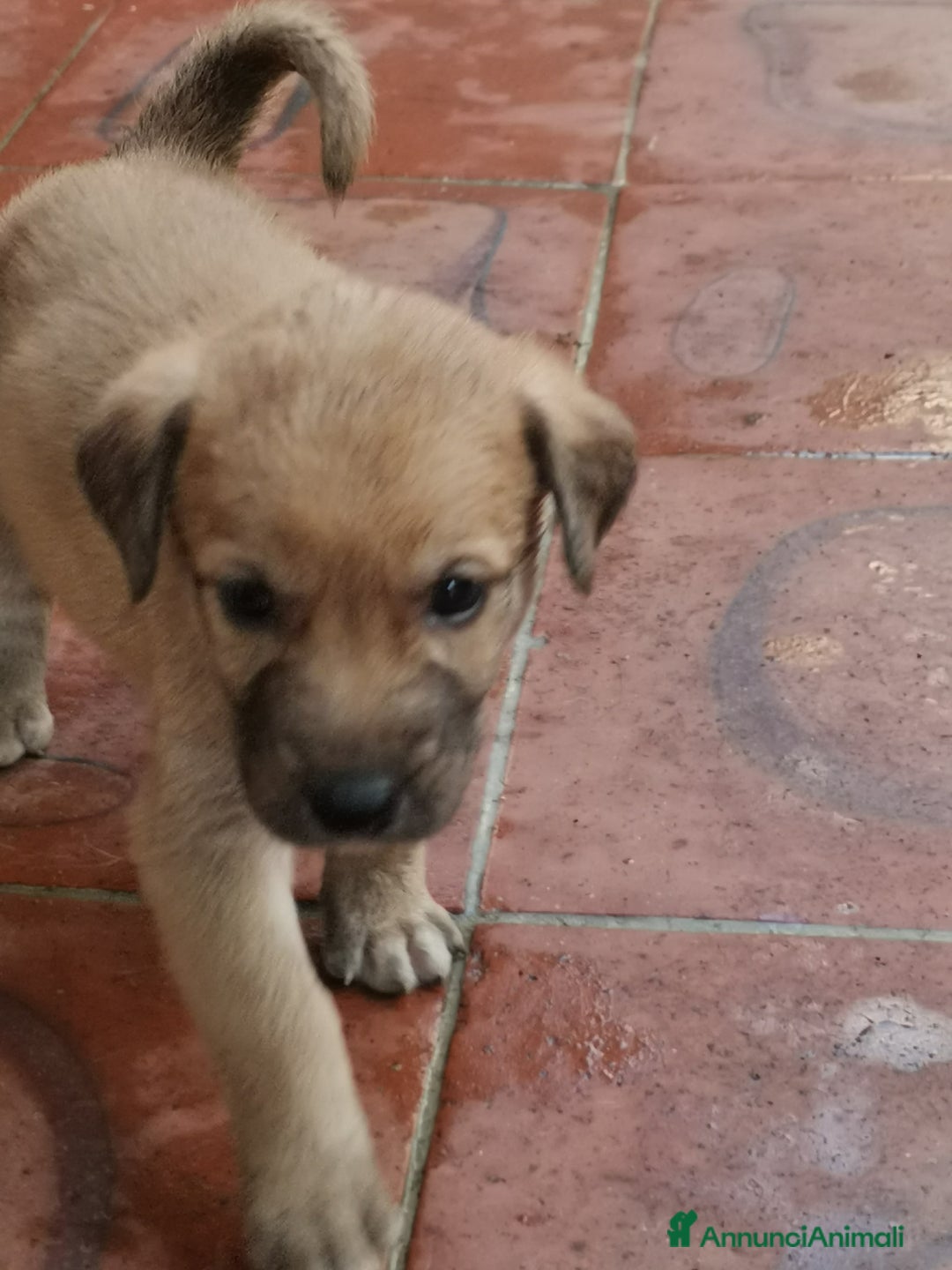 Pastore Tedesco cani in regalo: Regali cuccioli Ragalna (Ct)  - Immagine 8