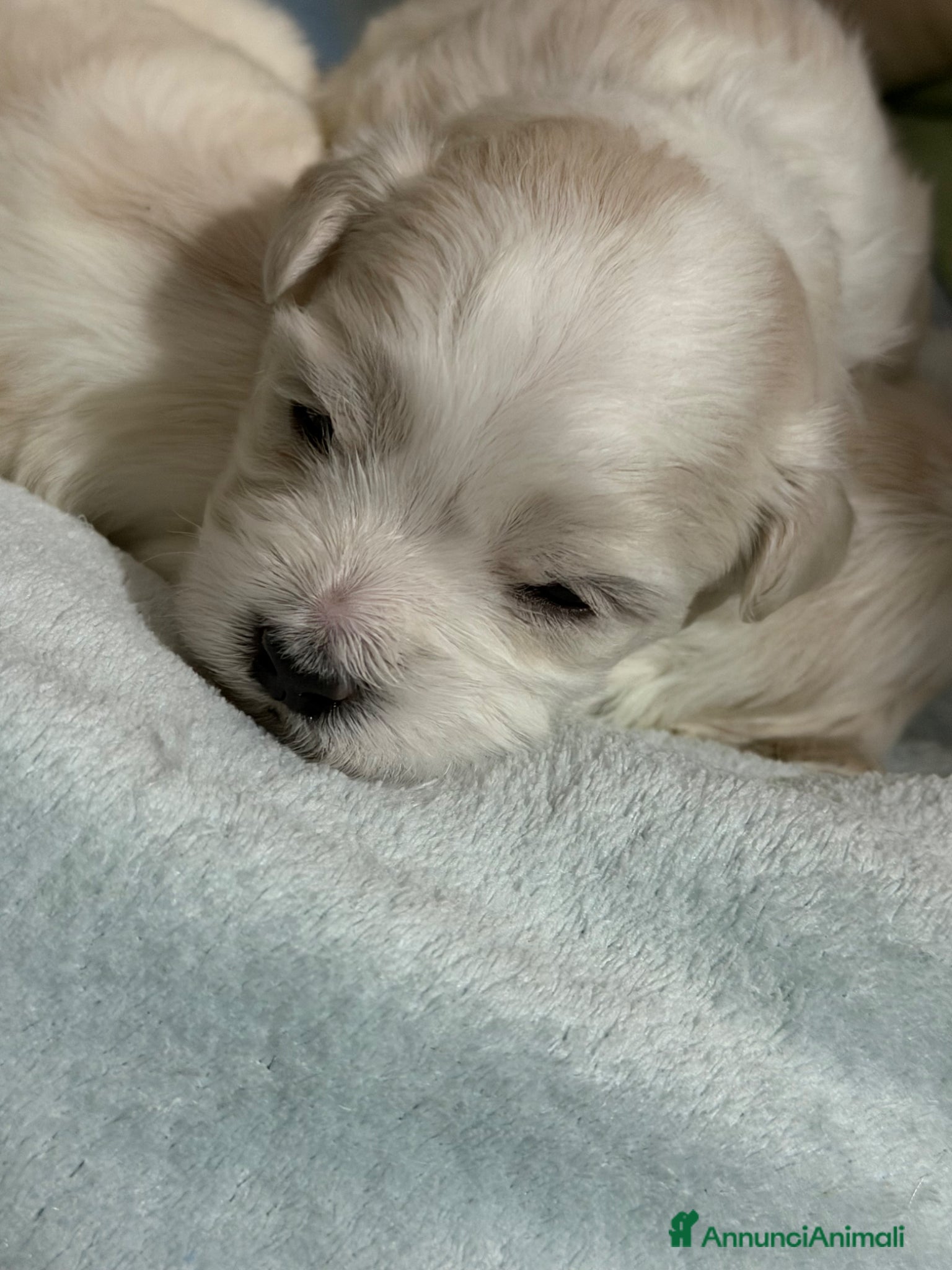 Maltese cani Cucciolo maltese - Annuncio 8